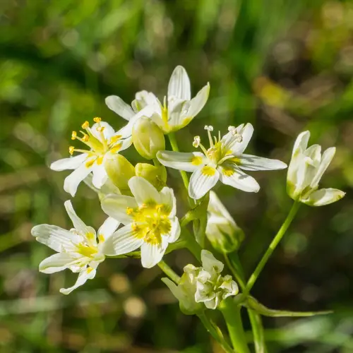 Common star lily