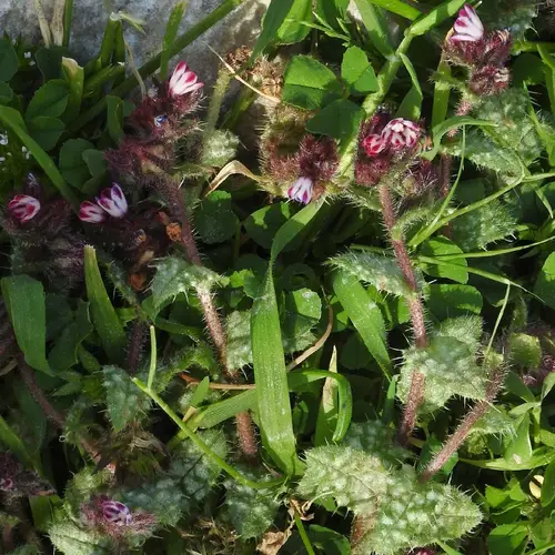 Anchusella variegata