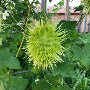 How to Grow and Care for Wild cucumber