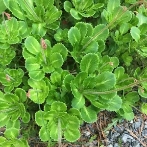 London pride (Saxifraga umbrosa) - PictureThis