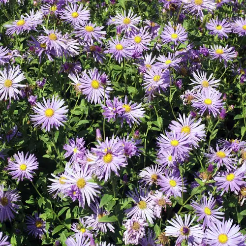 Asters 'Monch'