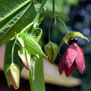 coffea arabica indoor plant Coffee Plant For Sale main image 0