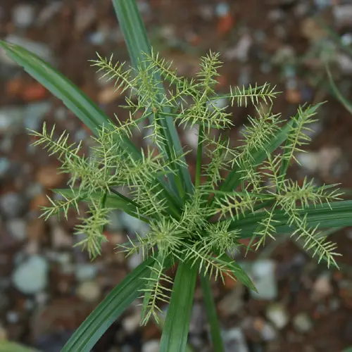 Cyperus odoratus subsp. odoratus