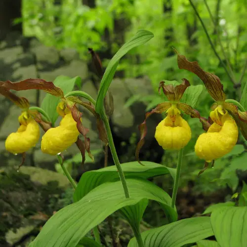 Greater yellow lady's slipper