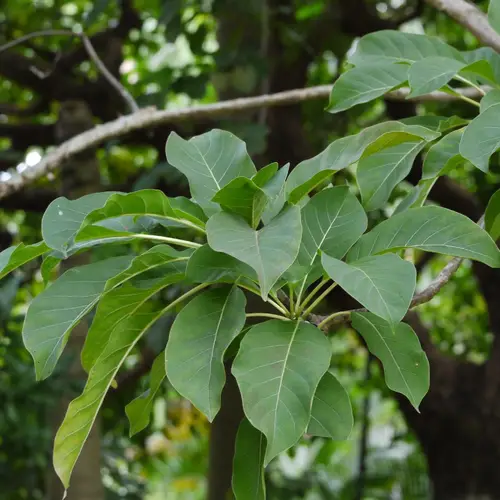 Gelber chinarindenbaum