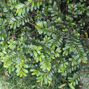 ハマヒサカキ 幹凄く太いです ハマヒサカキ 幹凄く太いです