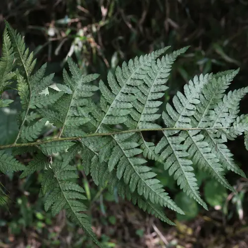 Asian pacific beaded wood fern