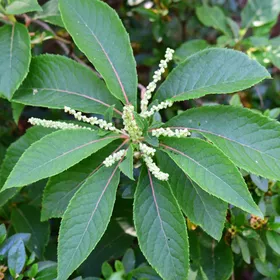 リョウブ（令法）の判定方法 (Clethra barbinervis)