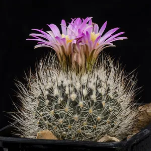 Silver biznaga (Turbinicarpus beguinii) - PictureThis