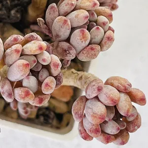 Bluebean How to Transplant Bluebean? (Ideal time, Methods, and Post Care)