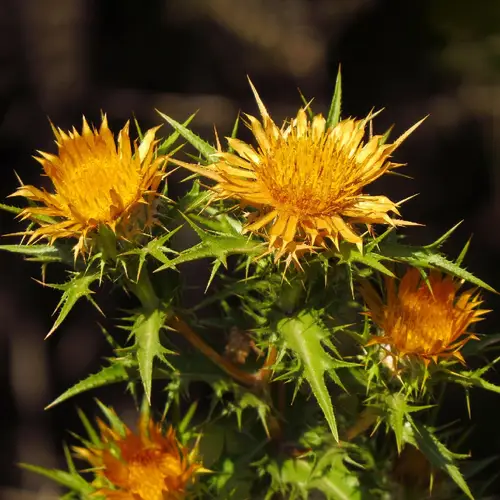 Clustered carline-thistle