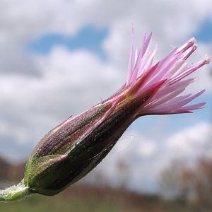 How to Grow and Care for Crupina