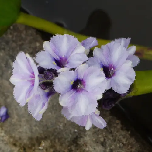 Anchored water hyacinth
