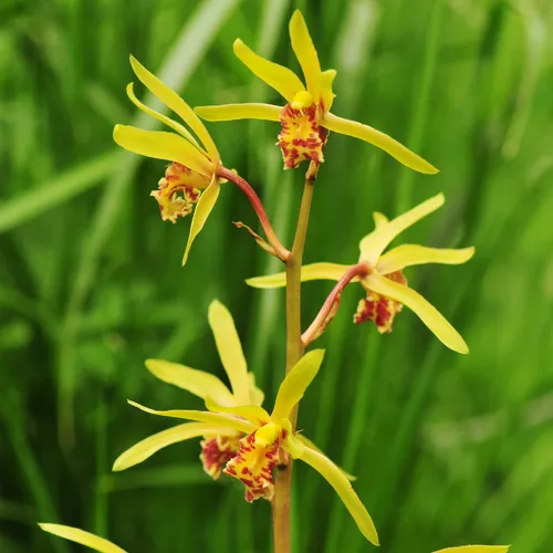 一系九華イッケイキュウカ イッケイキュウカ（一茎九花） (Cymbidium faberi) - PictureThis