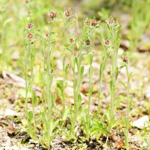 Many-stemmed cudweed