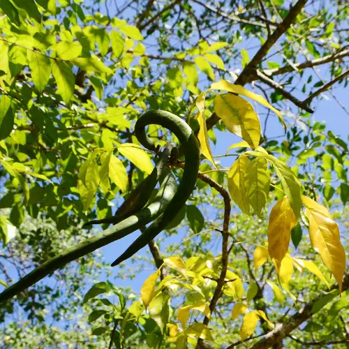 Mangrove trumpet tree