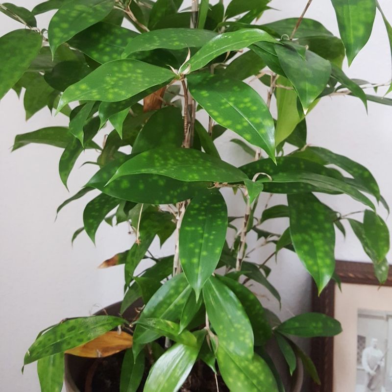 ドラセナ・ゴッドセフィアナの植え替え方法：ステップバイステップガイド