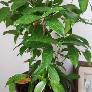How to Grow and Care for Gold dust dracaena