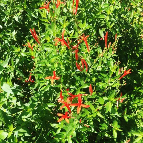 Flame acanthus