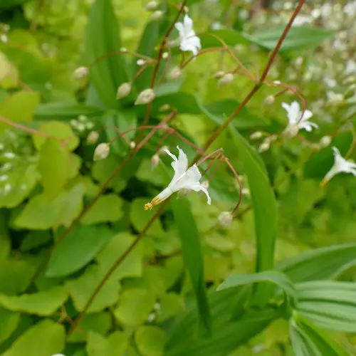 White inside-out flower