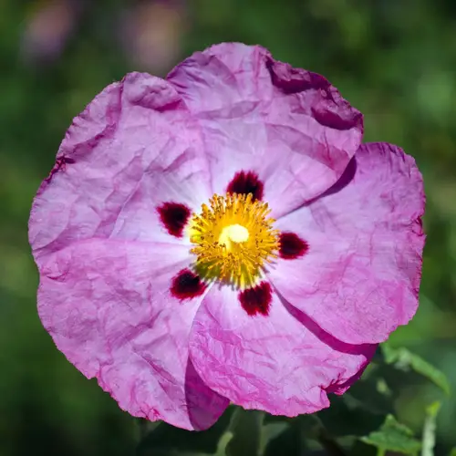 Purple-Flowered Rock Rose