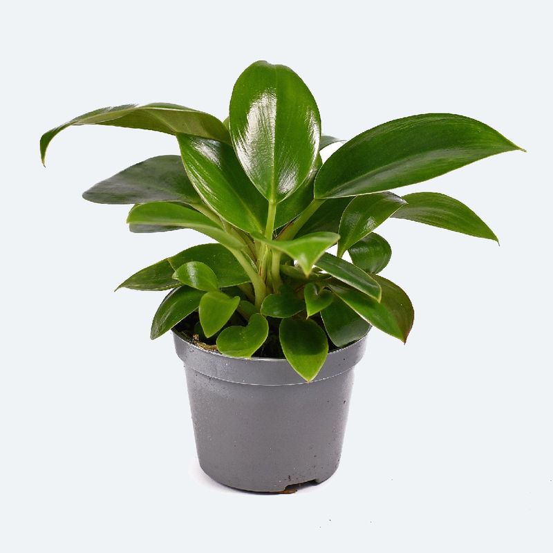 Ist Philodendron green princess giftig?