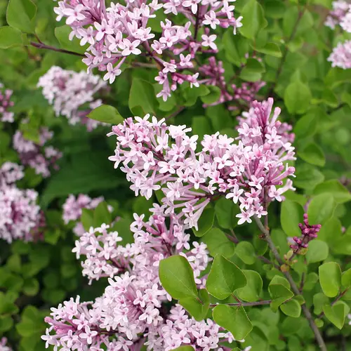 Meyer lilac