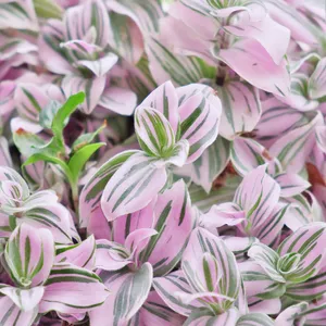 Wie man Tradescantia cerinthoides 'Nanouk' anbaut und pflegt