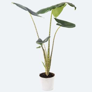 アロカシア・ゼブリナ (Alocasia zebrina) - PictureThis