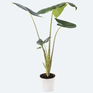 アロカシア・ゼブリナ (Alocasia zebrina) - PictureThis アロカシア・ゼブリナ (Alocasia zebrina) - PictureThis