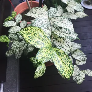 Gold dust dracaena (Dracaena surculosa 'Florida Beauty') - PictureThis