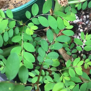 How to Grow and Care for Mascarene island leaf flower