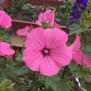 ハナアオイ（花葵）の育て方・栽培方法
