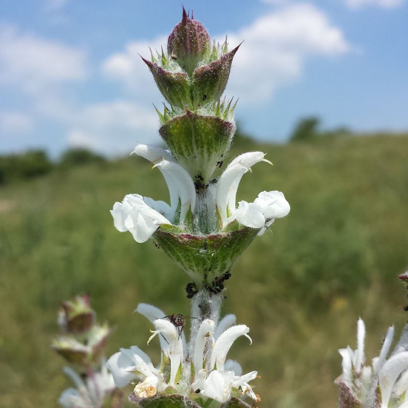 Discover the Remarkable Benefits of African sage for Your Health and Home