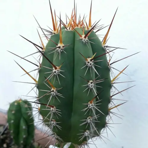 Zuilcactus