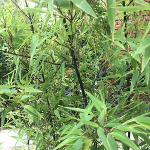 黒竹　クロチク　苗8株(9/6)根付き抜群　植え付け簡単 クロチク（黒竹）の育て方・栽培方法