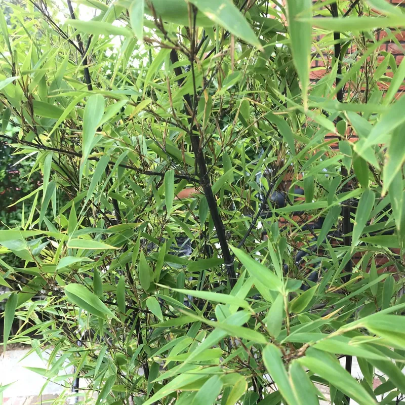 fast plants spray Natural + Non-Toxic Houseplant Pest Spray