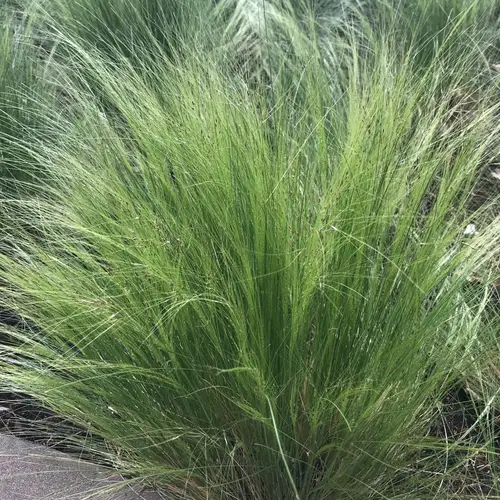 Hairy feathergrass
