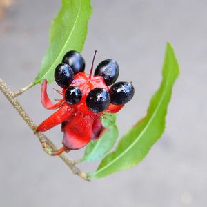 How to Grow and Care for Mickey Mouse plant