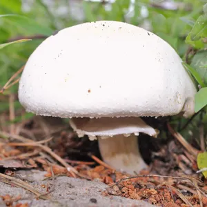 北海道産ハラタケ類の分類学的研究 2010年 145＋13P HC 221593322904125440.jpeg?x-oss-