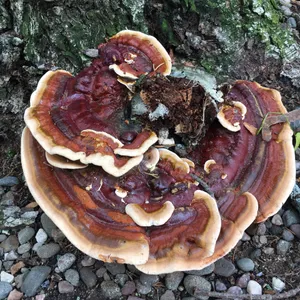 マンネンタケ科 (Ganodermataceae) - PictureThis