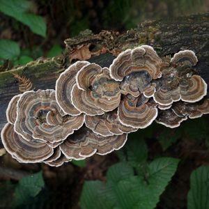 サルノコシカケ ツガサルノコシカケ（栂猿腰掛） (Fomitopsis pinicola) - Picture
