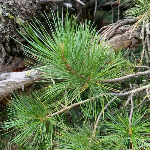 Swiss stone pine