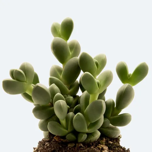 コルプスクラリア・レーマニー (Corpuscularia lehmannii) - PictureThis