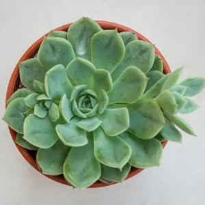 エケベリア 'ライムアンドチリ' (Echeveria 'Lime n Chili') - PictureThis