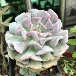 エケベリア 'キュービックフロスト' (Echeveria 'Cubic Frost
