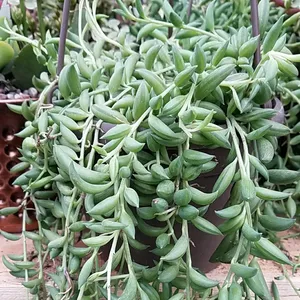 seed bearing plants Seed-Bearing Bundle (80)
