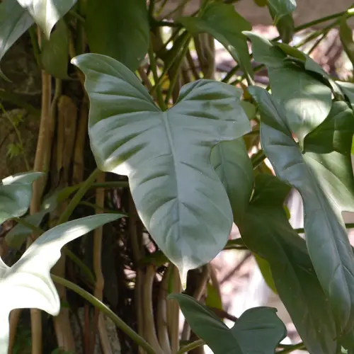 Wolf's head philodendron
