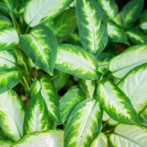 Dumb cane Camille (Dieffenbachia seguine 'Camille') - PictureThis