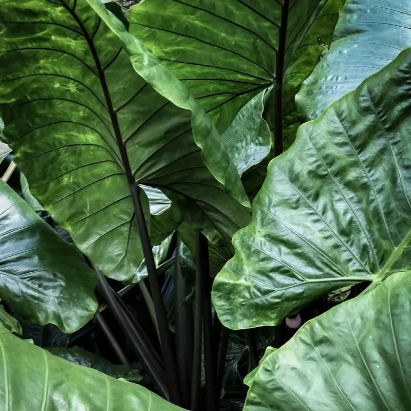 yellow leaves dieffenbachia Dieffenbachia 'Camilla' | Cream Leaves
